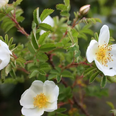 Duenenrose Lejlighed
